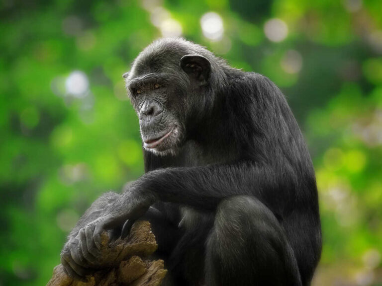 Are chimpanzees spiritual?